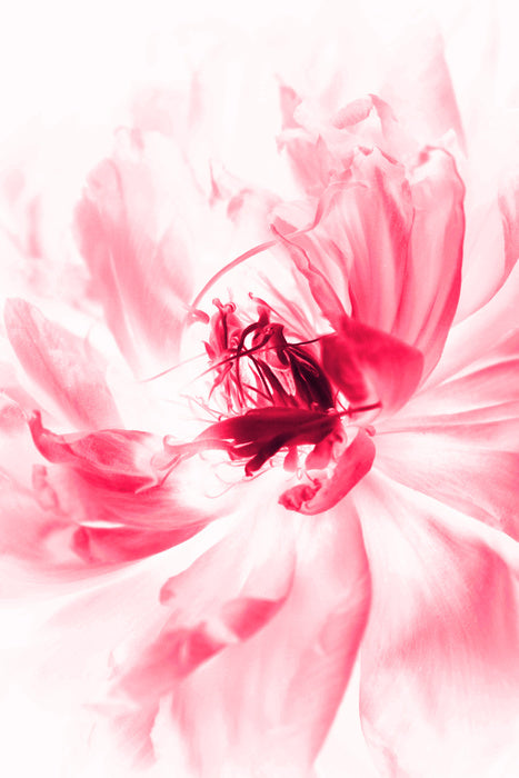 Bloom boom