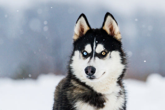 Dusky husky