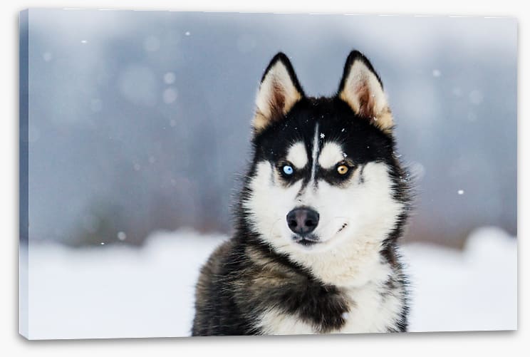 Dusky husky