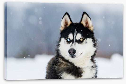 Dusky husky