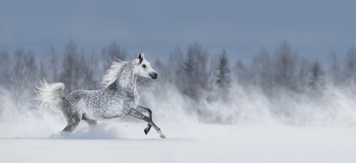Powder run