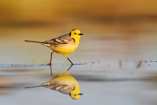 Little yellow wagtail