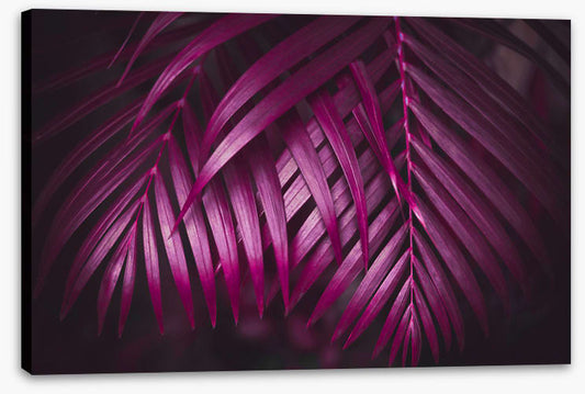 Purple night palms