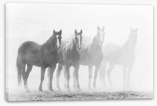 Mustang mares