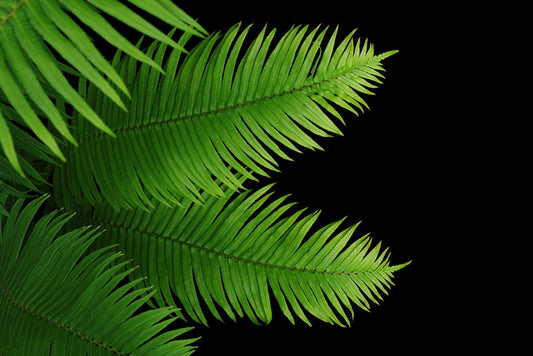 Ferny fronds