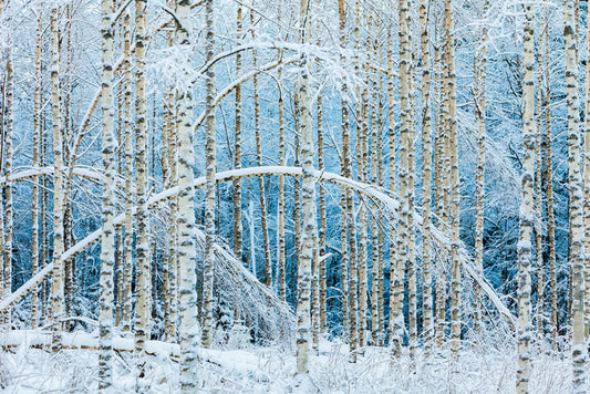Arctic arches