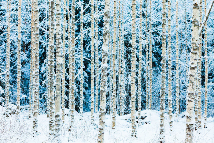 Forests