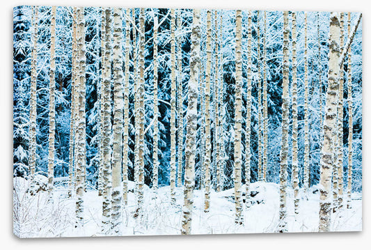 Forests