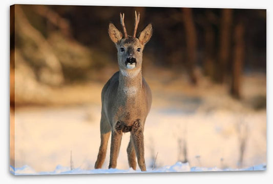 Deer in the headlights