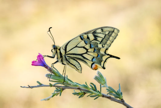 Old world swallowtail