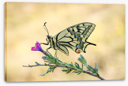 Old world swallowtail