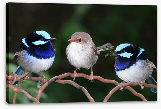 Blue fairy wren trio