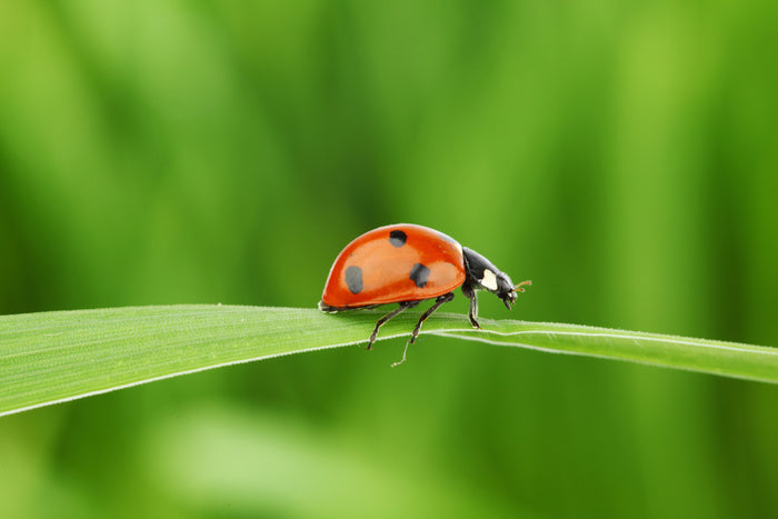 Insects