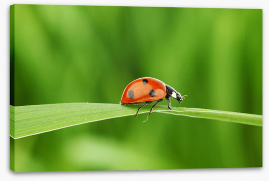 Insects