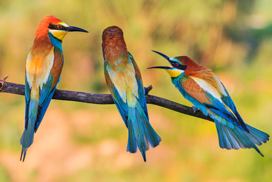 Birds