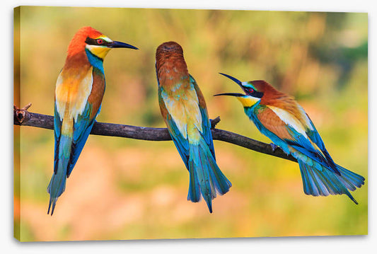 Birds