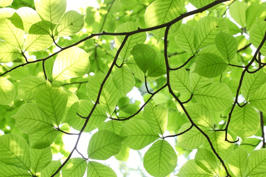 Leafy light