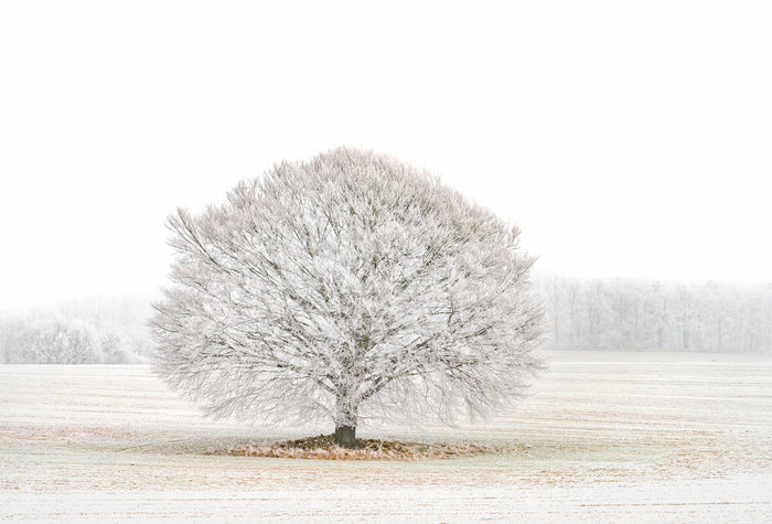Solitude in the snow