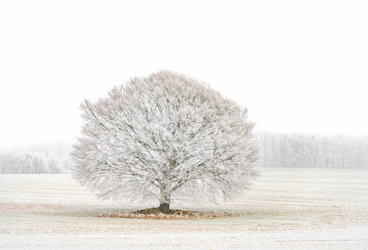 Solitude in the snow