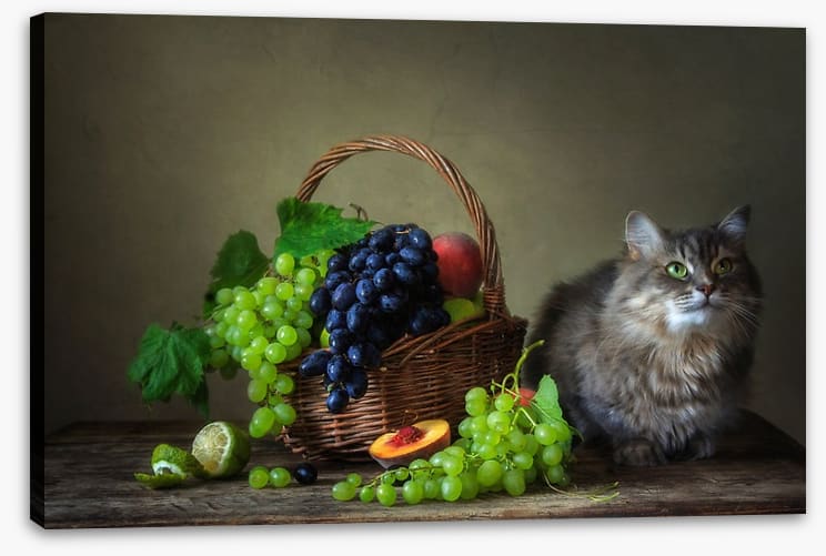 Still Life