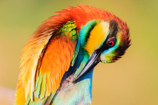 Birds