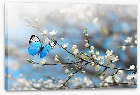Blue butterfly blossom