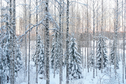 Arctic pine