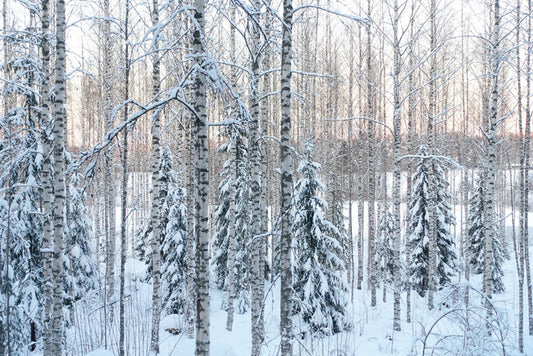 Arctic pine