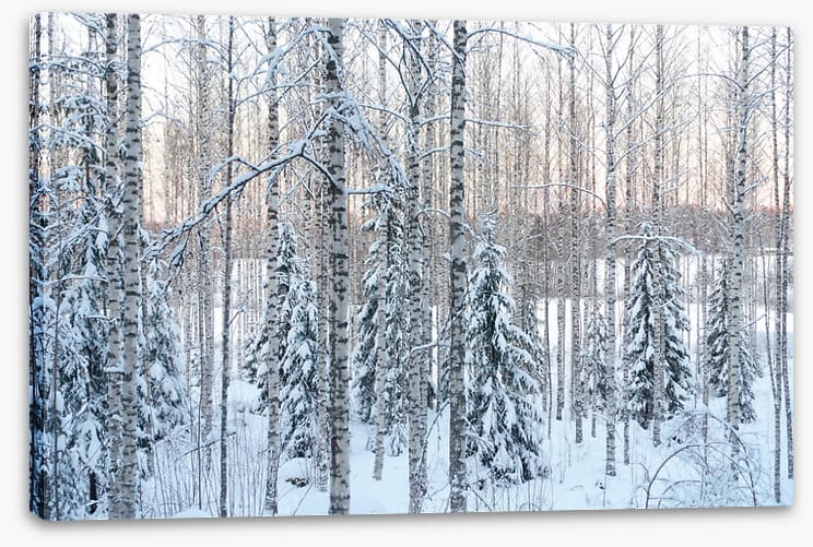 Arctic pine