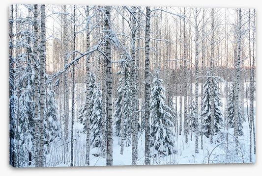 Arctic pine