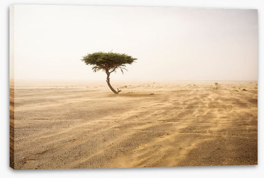 Africa