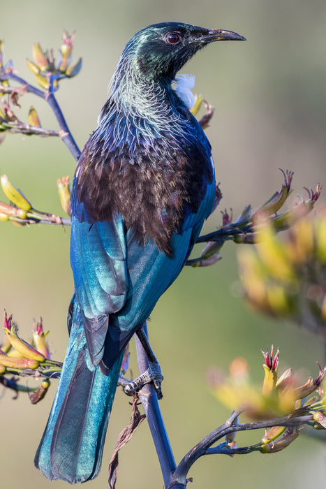 Tui on a branch