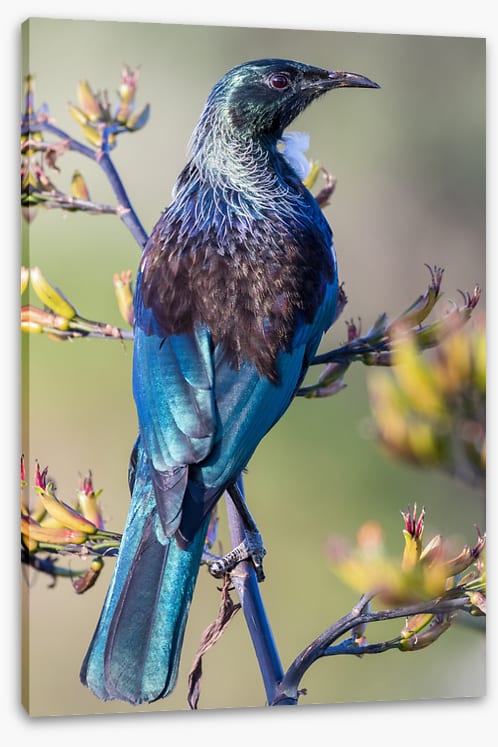 Tui on a branch