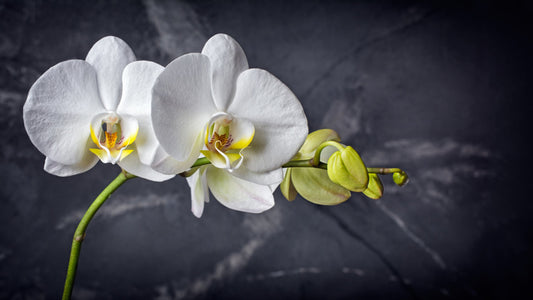 Two white orchids