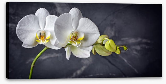 Two white orchids