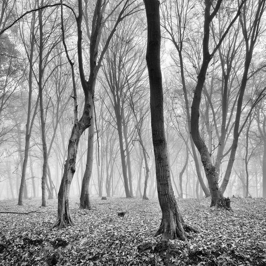 A mysterious mood