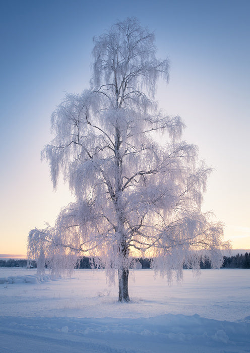 Draped in snow