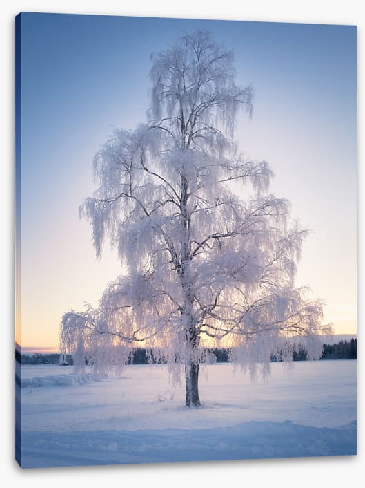 Draped in snow