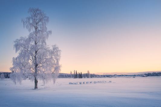 Snow tree sunrise