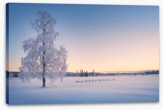 Snow tree sunrise