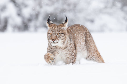 Lynx in the snow