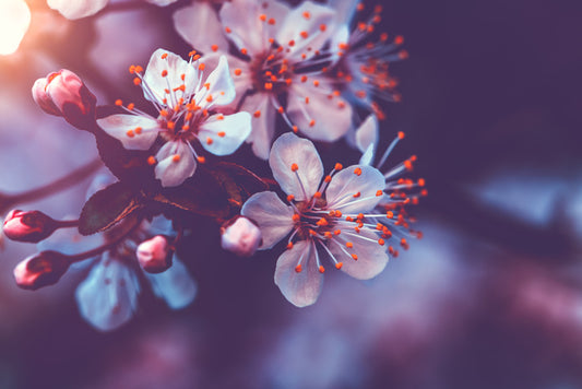 Sakura dawn