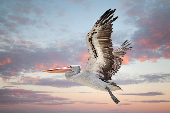 Perth sky pelican