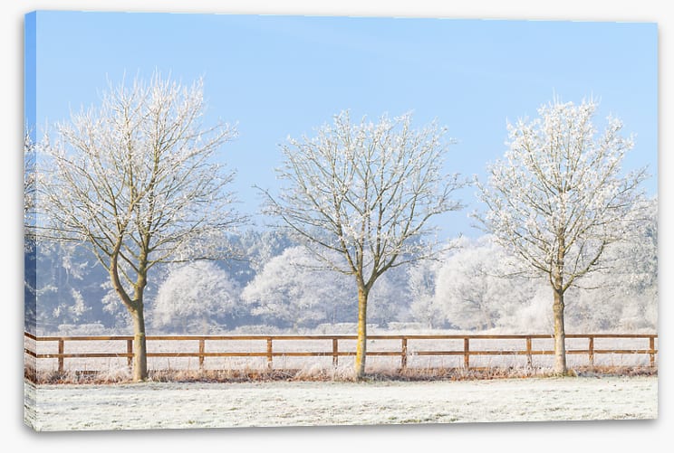 Three frosty trees