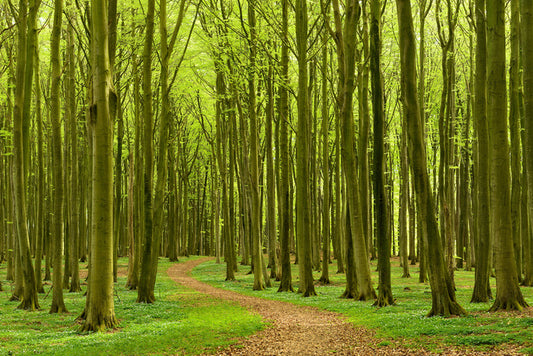 Follow the path