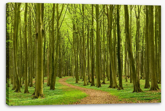 Follow the path