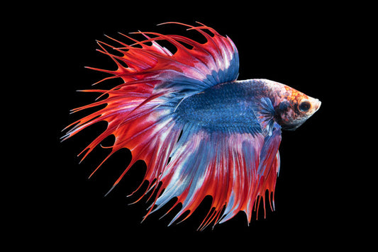 Betta beauty
