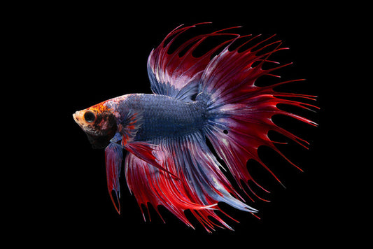 Half moon king
