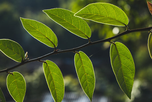 Leaves
