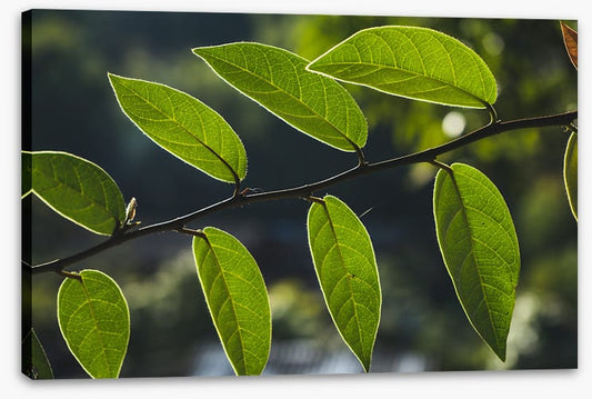 Leaves